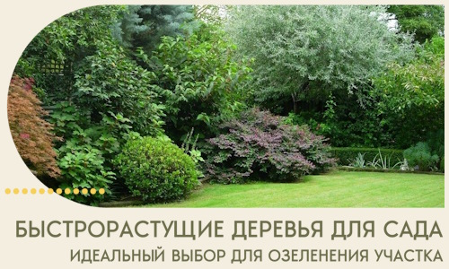 Быстрорастущие деревья для сада идеальный выбор в Чебаркуле