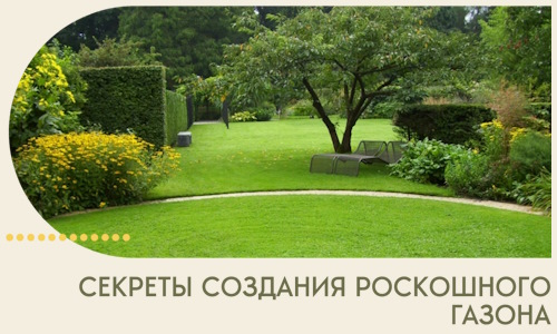 Секреты создания роскошного газона в Чебаркуле